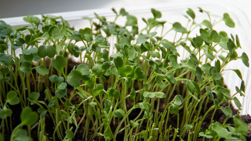 Cultive sus propios microvegetales ricos en nutrientes:una guía para principiantes 