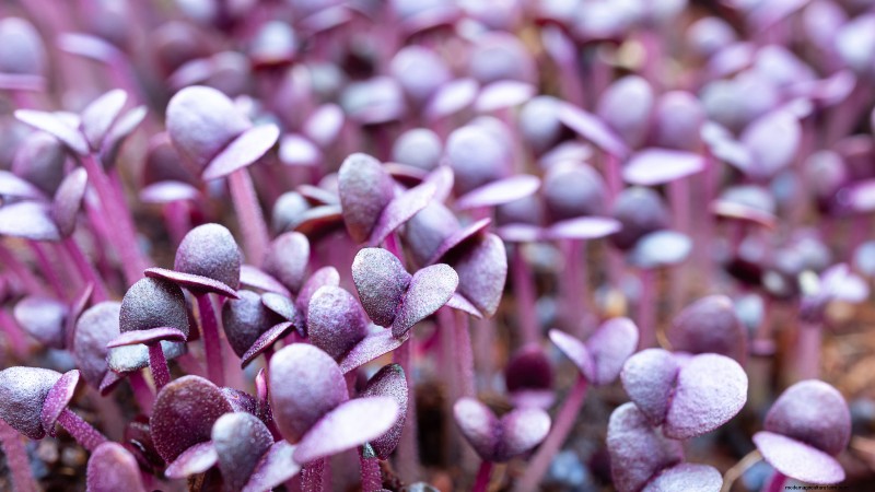 Cultive sus propios microvegetales ricos en nutrientes:una guía para principiantes 