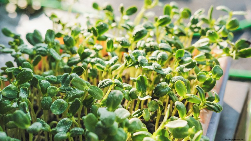 Cultive sus propios microvegetales ricos en nutrientes:una guía para principiantes 