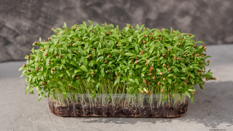 Cultive sus propios microvegetales ricos en nutrientes:una guía para principiantes 