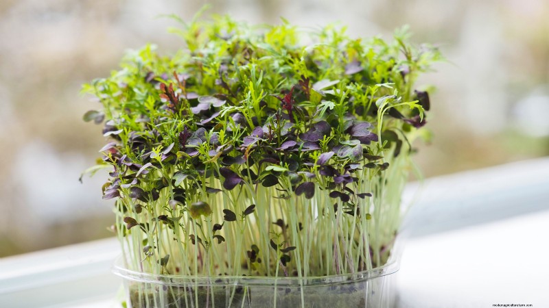 Cultive sus propios microvegetales ricos en nutrientes:una guía para principiantes 