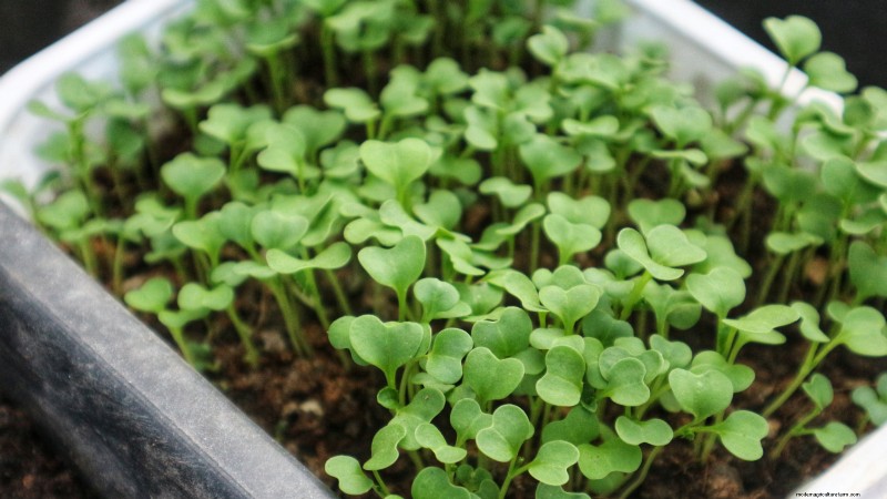 Cultive sus propios microvegetales ricos en nutrientes:una guía para principiantes 
