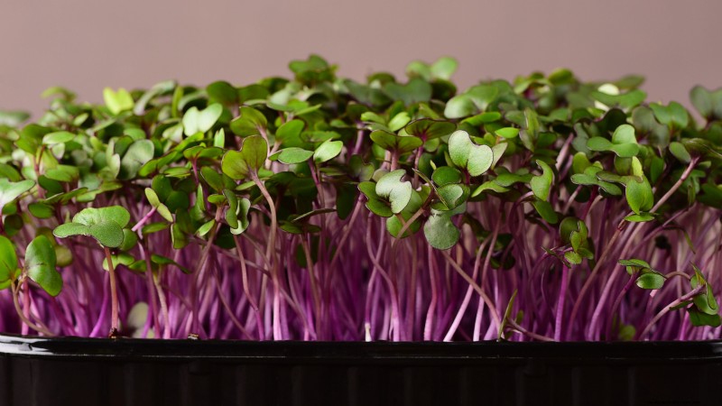 Cultive sus propios microvegetales ricos en nutrientes:una guía para principiantes 