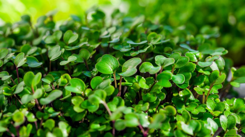 Cultive sus propios microvegetales ricos en nutrientes:una guía para principiantes 