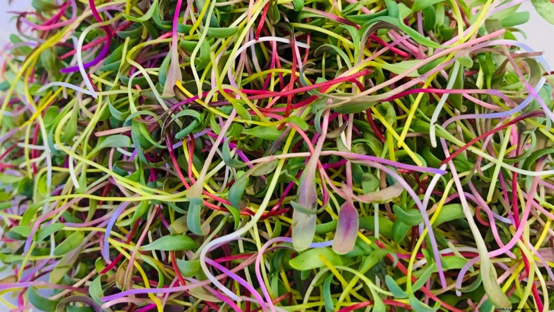 Cultive sus propios microvegetales ricos en nutrientes:una guía para principiantes 