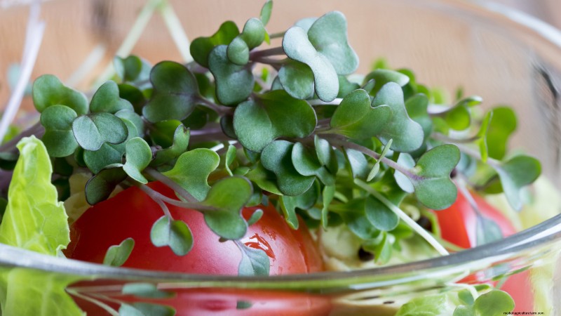 Cultive sus propios microvegetales ricos en nutrientes:una guía para principiantes 