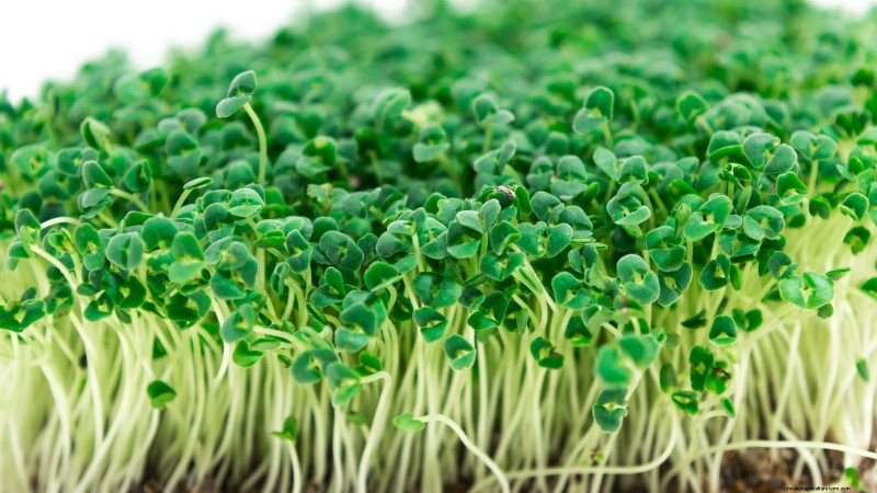 Cultive sus propios microvegetales ricos en nutrientes:una guía para principiantes 