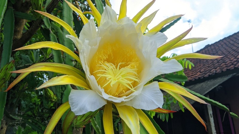 Guía de cultivo de pitaya en interiores:cultive pitahaya en casa 