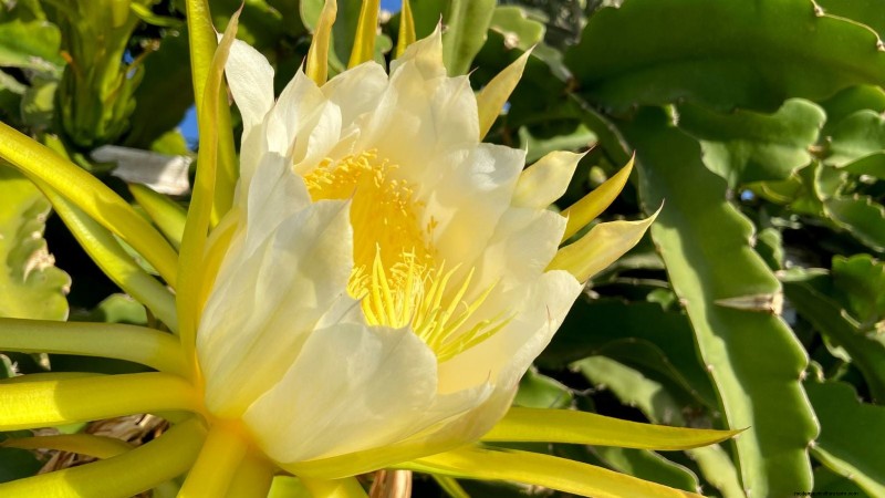 Guía de cultivo de pitaya en interiores:cultive pitahaya en casa 