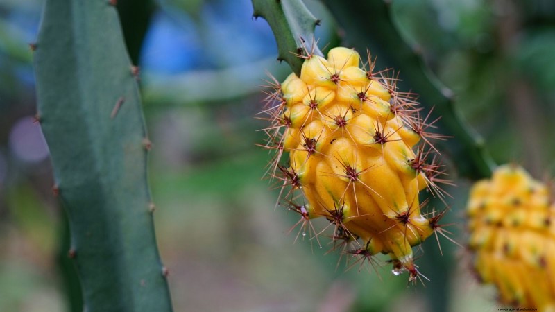 Guía de cultivo de pitaya en interiores:cultive pitahaya en casa 