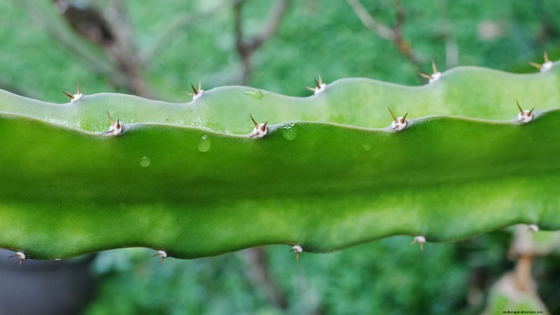 Guía de cultivo de pitaya en interiores:cultive pitahaya en casa 