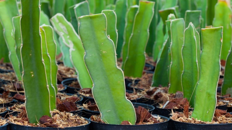 Guía de cultivo de pitaya en interiores:cultive pitahaya en casa 
