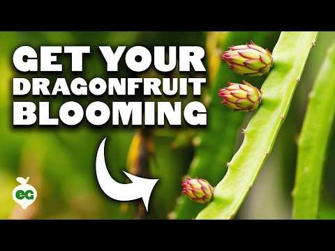 Guía de cultivo de pitaya en interiores:cultive pitahaya en casa 