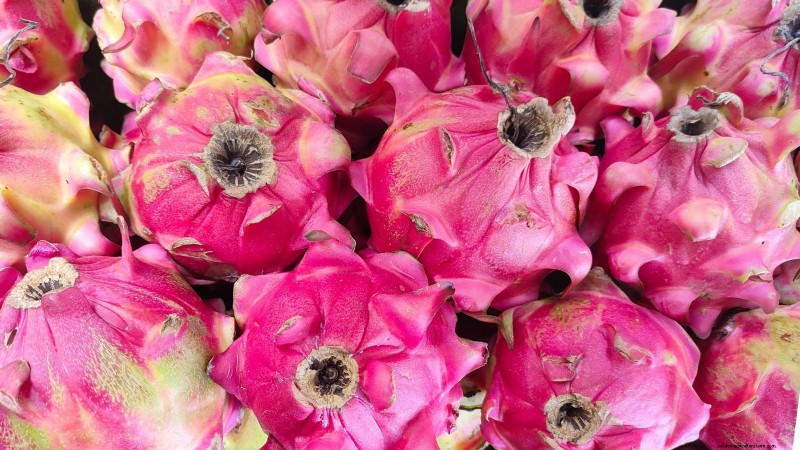 Guía de cultivo de pitaya en interiores:cultive pitahaya en casa 