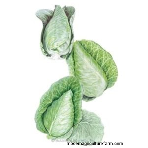 15 plantas comestibles más saludables y fáciles de usar en tu huerto 