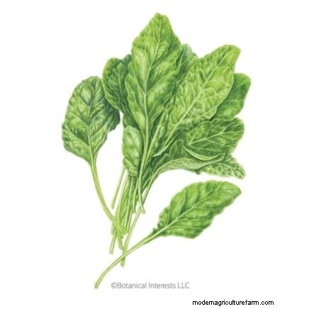 15 plantas comestibles más saludables y fáciles de usar en tu huerto 