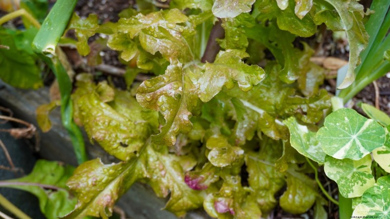 15 plantas comestibles más saludables y fáciles de usar en tu huerto 
