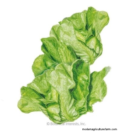 15 plantas comestibles más saludables y fáciles de usar en tu huerto 