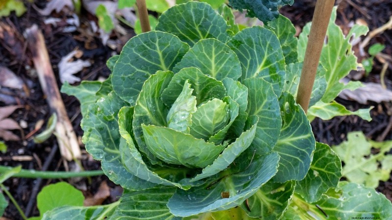 15 plantas comestibles más saludables y fáciles de usar en tu huerto 