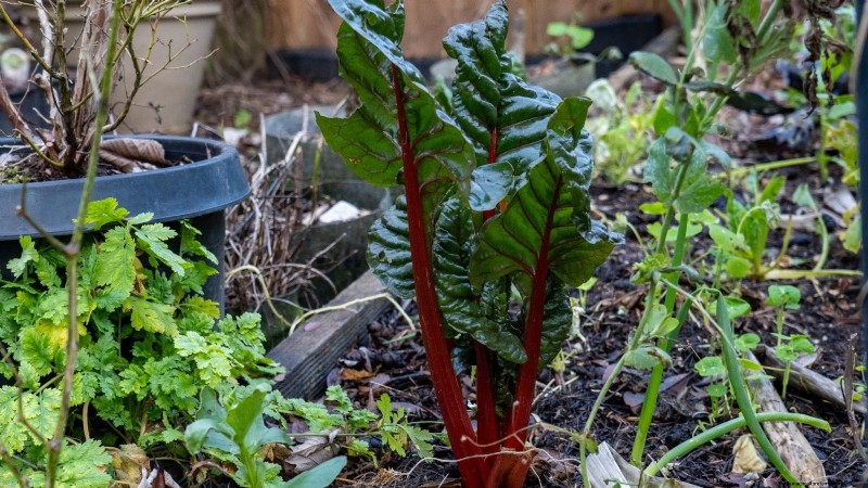 15 plantas comestibles más saludables y fáciles de usar en tu huerto 