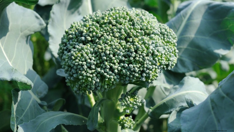 15 plantas comestibles más saludables y fáciles de usar en tu huerto 
