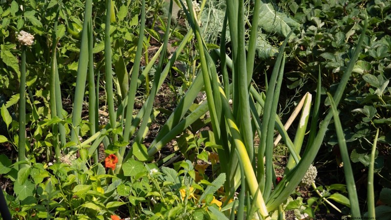 15 plantas comestibles más saludables y fáciles de usar en tu huerto 