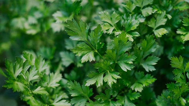 15 plantas comestibles más saludables y fáciles de usar en tu huerto 