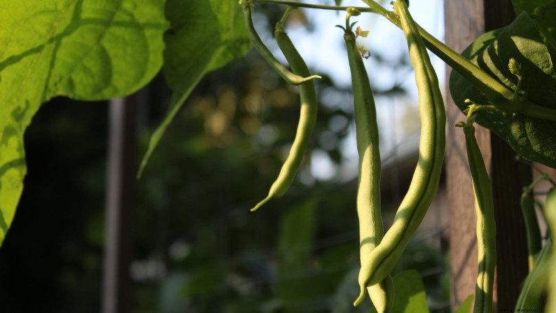 15 plantas comestibles más saludables y fáciles de usar en tu huerto 