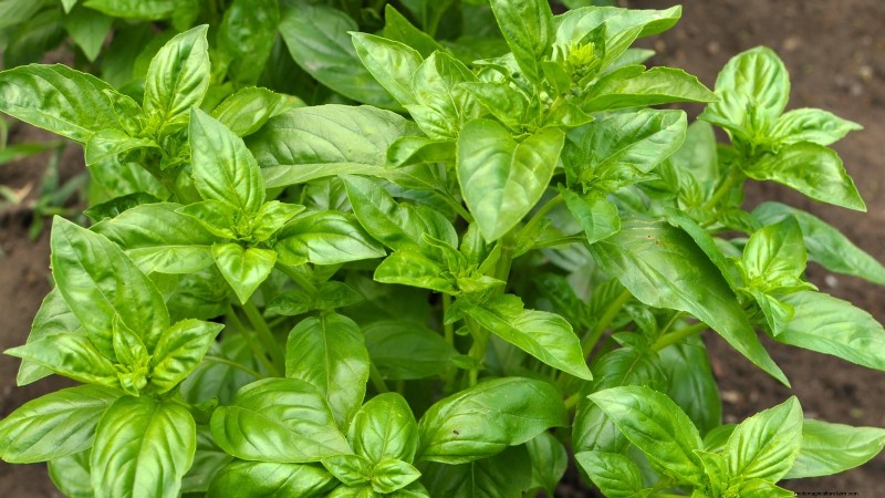 15 plantas comestibles más saludables y fáciles de usar en tu huerto 