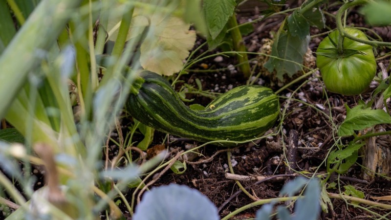 15 plantas comestibles más saludables y fáciles de usar en tu huerto 