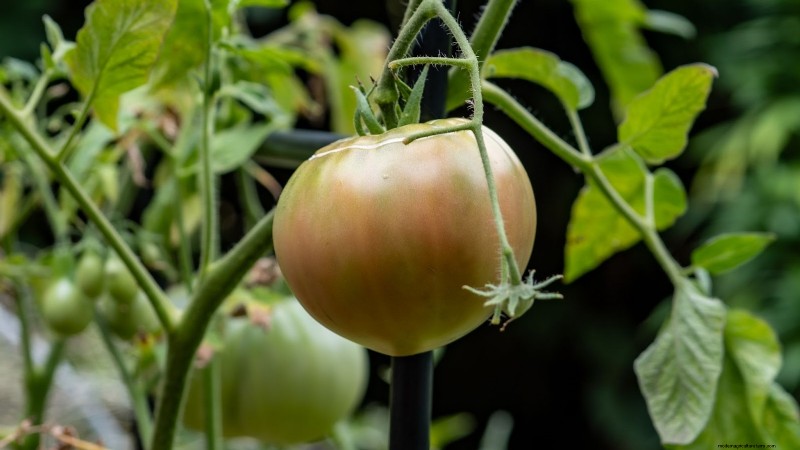 15 plantas comestibles más saludables y fáciles de usar en tu huerto 