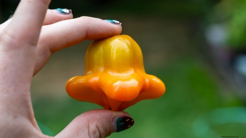 15 plantas comestibles más saludables y fáciles de usar en tu huerto 
