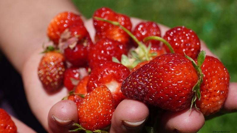 15 plantas comestibles más saludables y fáciles de usar en tu huerto 