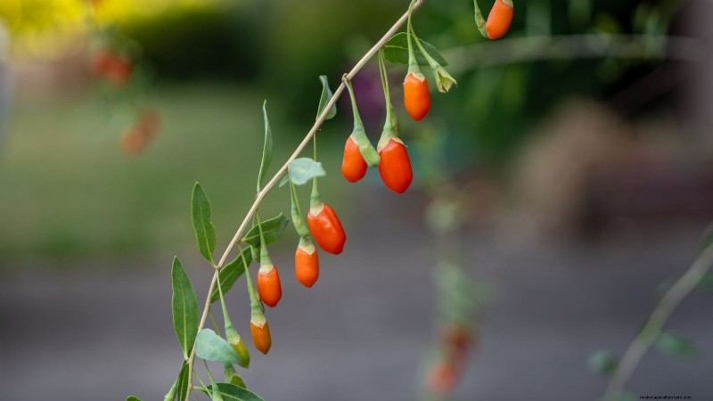 15 plantas comestibles más saludables y fáciles de usar en tu huerto 