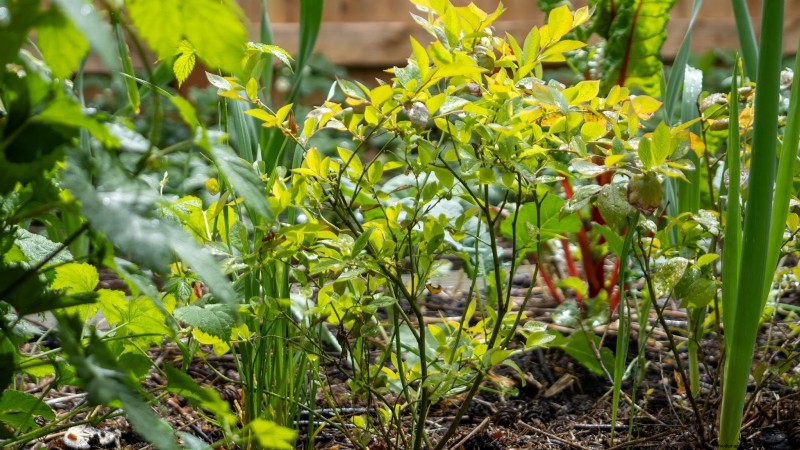 15 plantas comestibles más saludables y fáciles de usar en tu huerto 