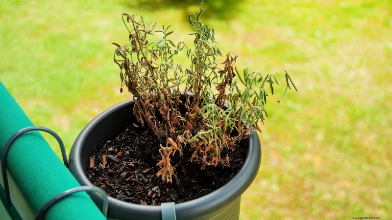Cuidado de la lavanda en interiores:solución de problemas y 13 soluciones de expertos 