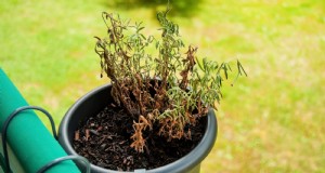 Cuidado de la lavanda en interiores:solución de problemas y 13 soluciones de expertos 