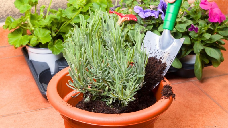 Cuidado de la lavanda en interiores:solución de problemas y 13 soluciones de expertos 