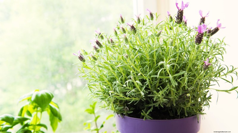 Cuidado de la lavanda en interiores:solución de problemas y 13 soluciones de expertos 