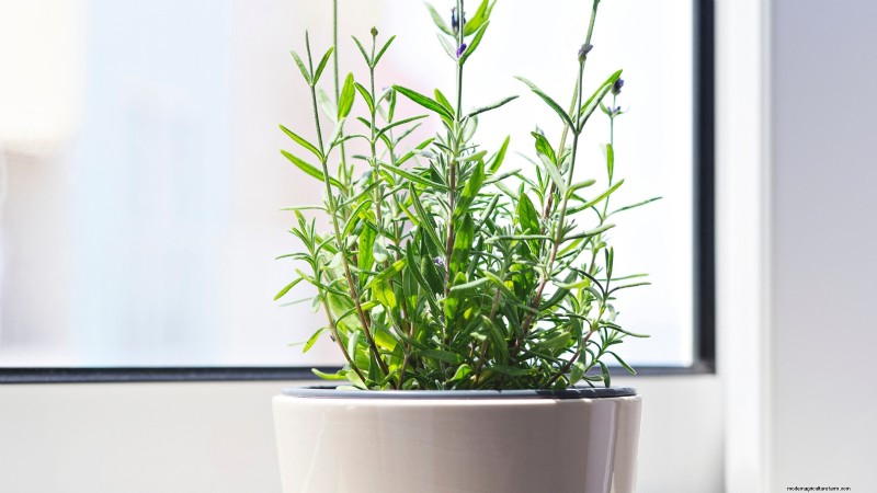 Cuidado de la lavanda en interiores:solución de problemas y 13 soluciones de expertos 