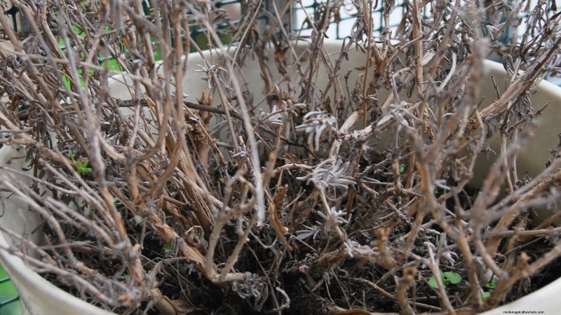 Cuidado de la lavanda en interiores:solución de problemas y 13 soluciones de expertos 