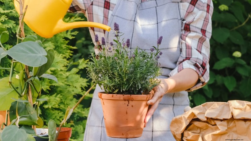Cuidado de la lavanda en interiores:solución de problemas y 13 soluciones de expertos 
