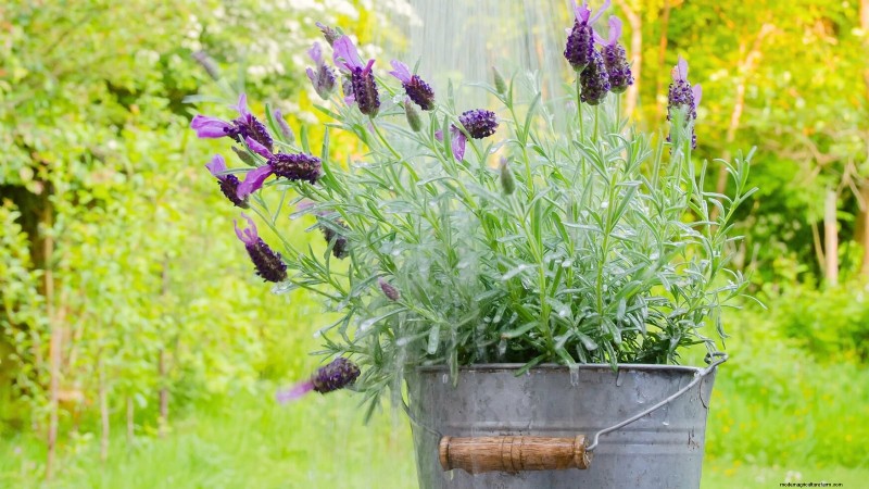 Cuidado de la lavanda en interiores:solución de problemas y 13 soluciones de expertos 