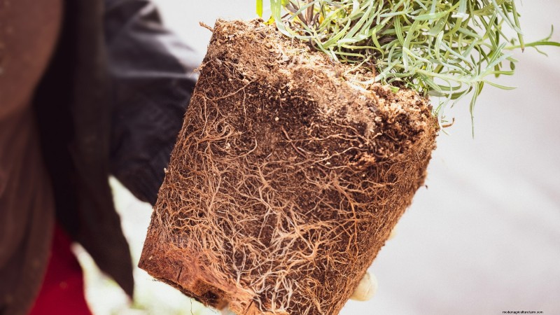 Cuidado de la lavanda en interiores:solución de problemas y 13 soluciones de expertos 