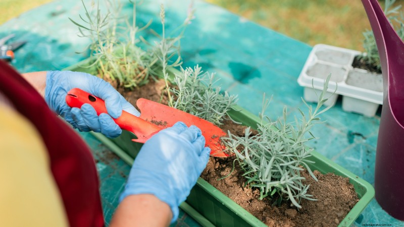 Cuidado de la lavanda en interiores:solución de problemas y 13 soluciones de expertos 