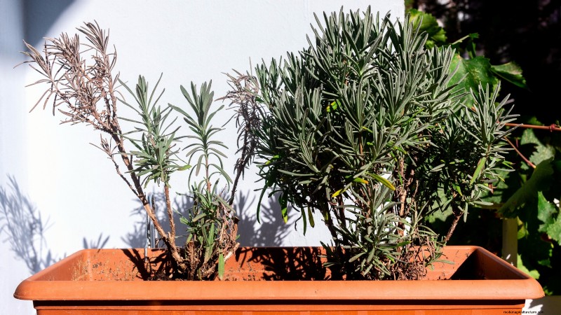 Cuidado de la lavanda en interiores:solución de problemas y 13 soluciones de expertos 
