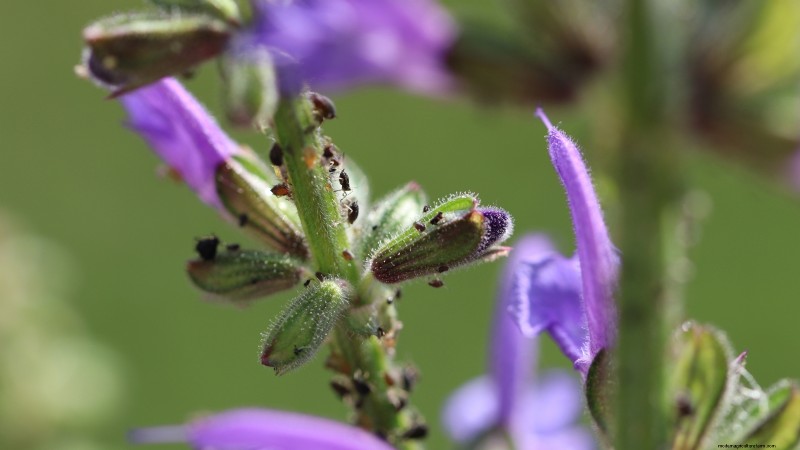 Cuidado de la lavanda en interiores:solución de problemas y 13 soluciones de expertos 