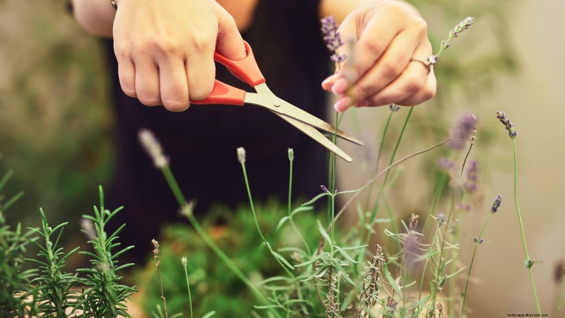 Cuidado de la lavanda en interiores:solución de problemas y 13 soluciones de expertos 