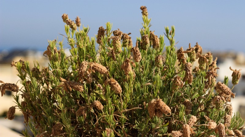 Cuidado de la lavanda en interiores:solución de problemas y 13 soluciones de expertos 