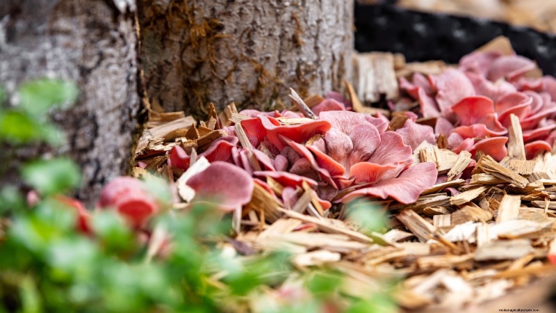 Cultivar hongos en casa:3 métodos simples y efectivos 